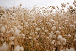 Cotton Fabric