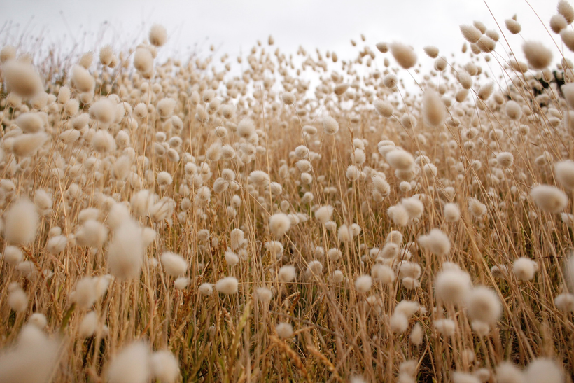 Cotton Fabric